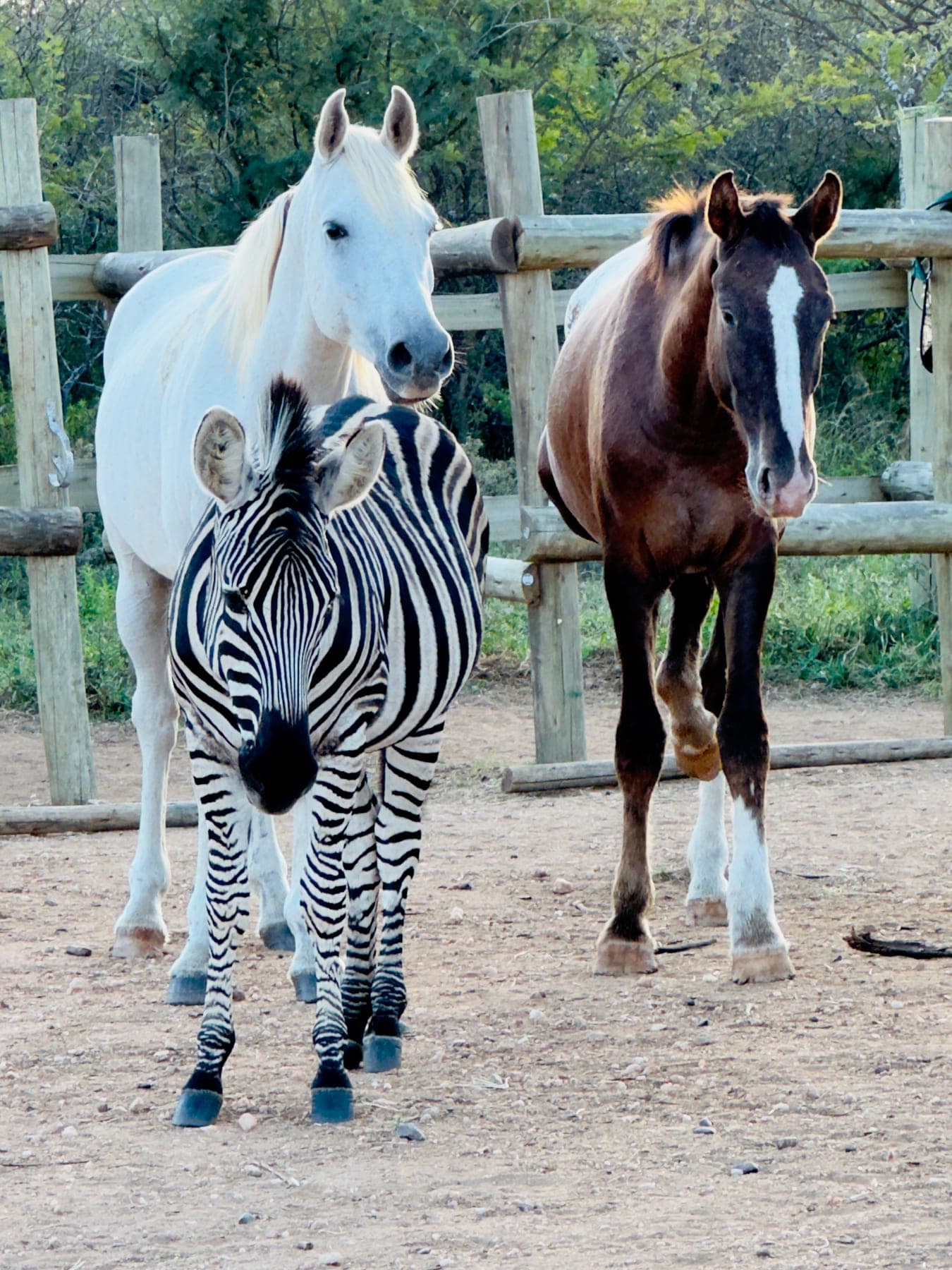Adopt a Horse at Thandolwami