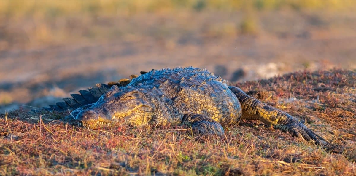 Crocodile