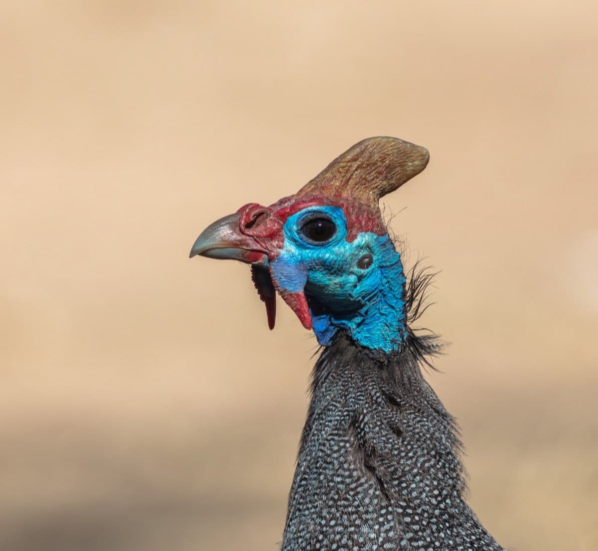 Guinea Fowl