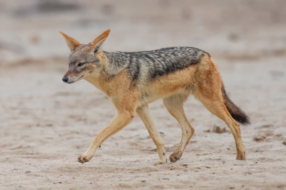 Jackal