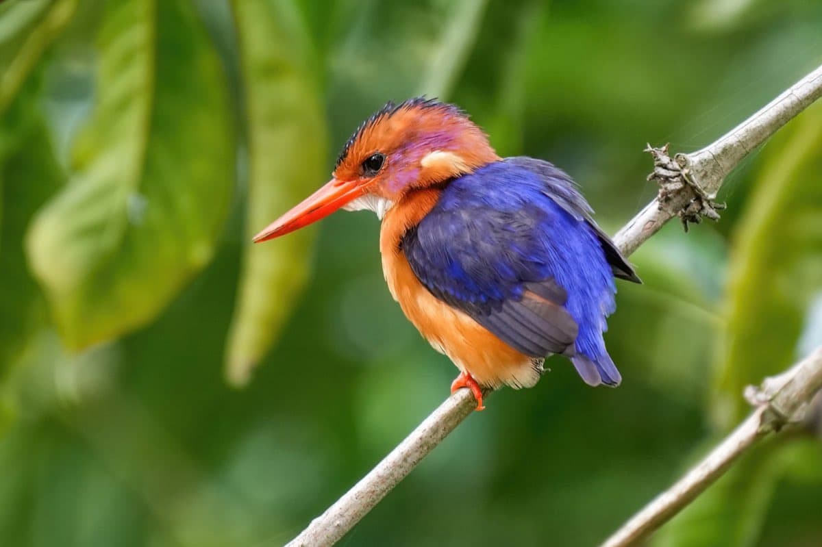 Kingfisher