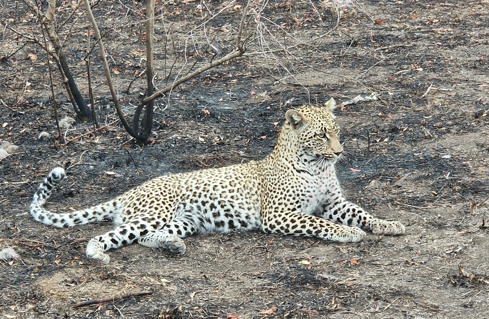 Leopard At Rest