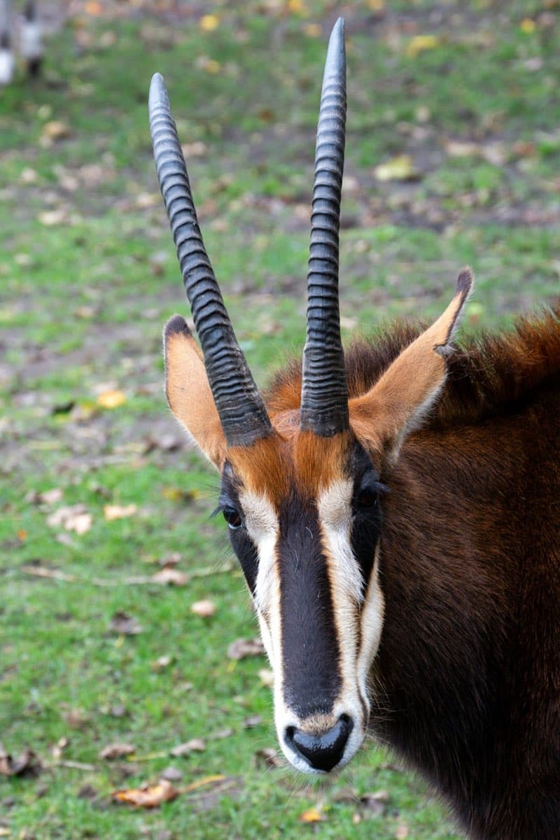 Sable
