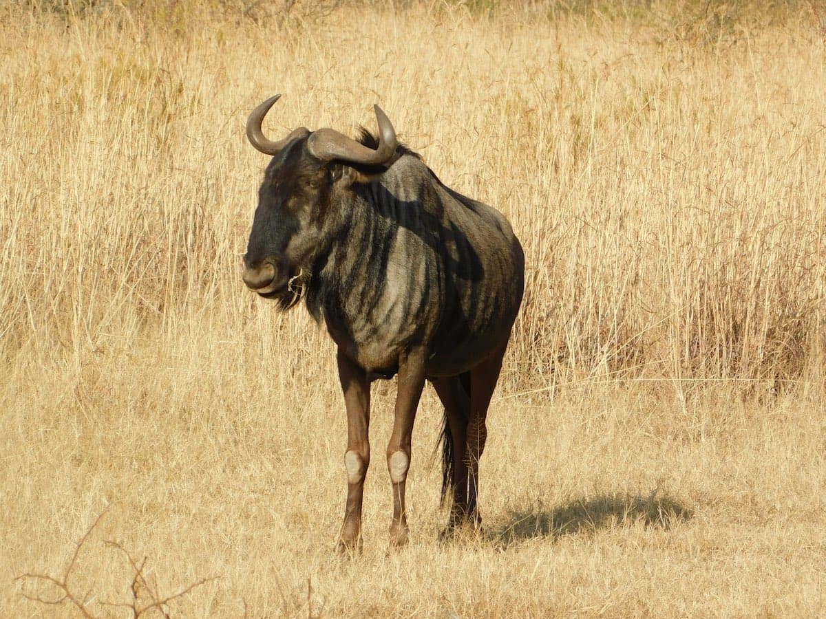 Blue Wildebeest