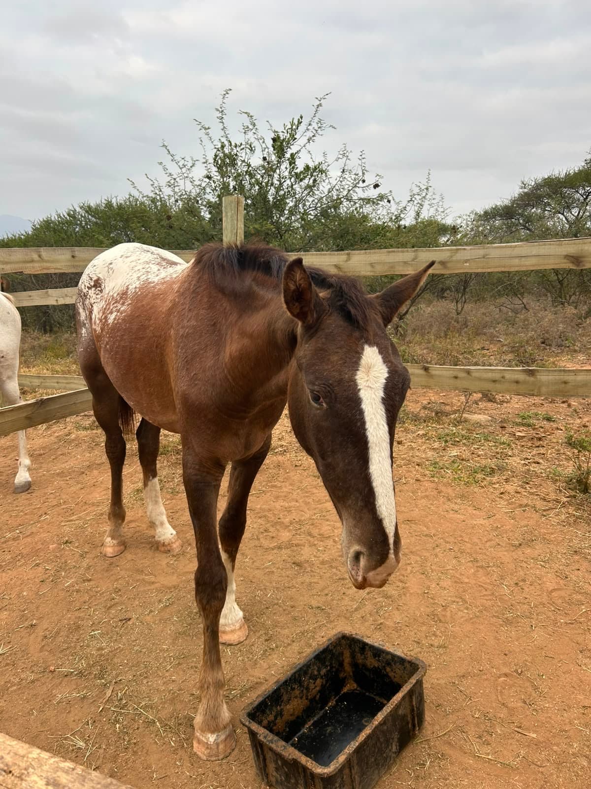 Amara, a Bambelela horse