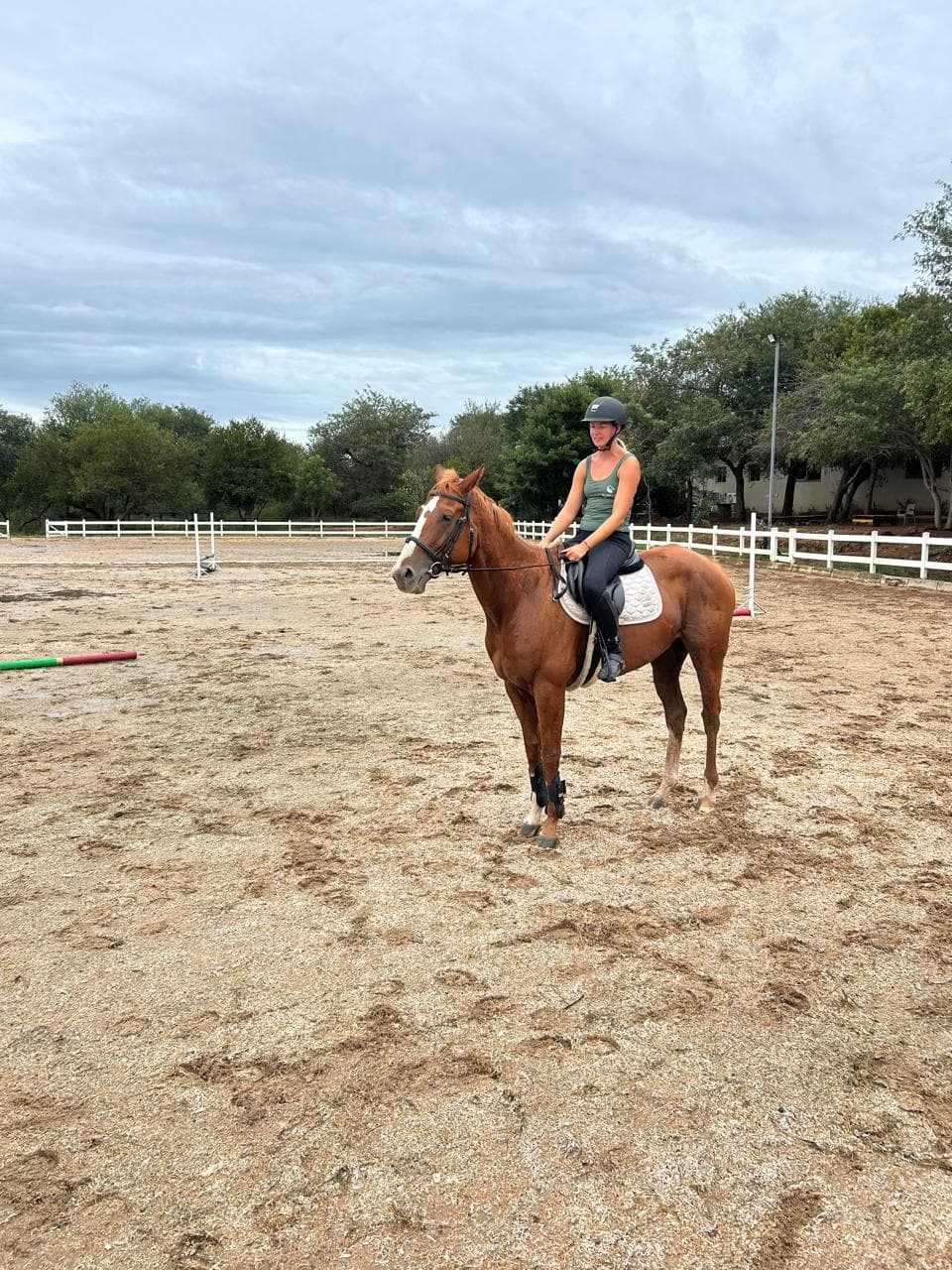 Shaka, a Bambelela horse