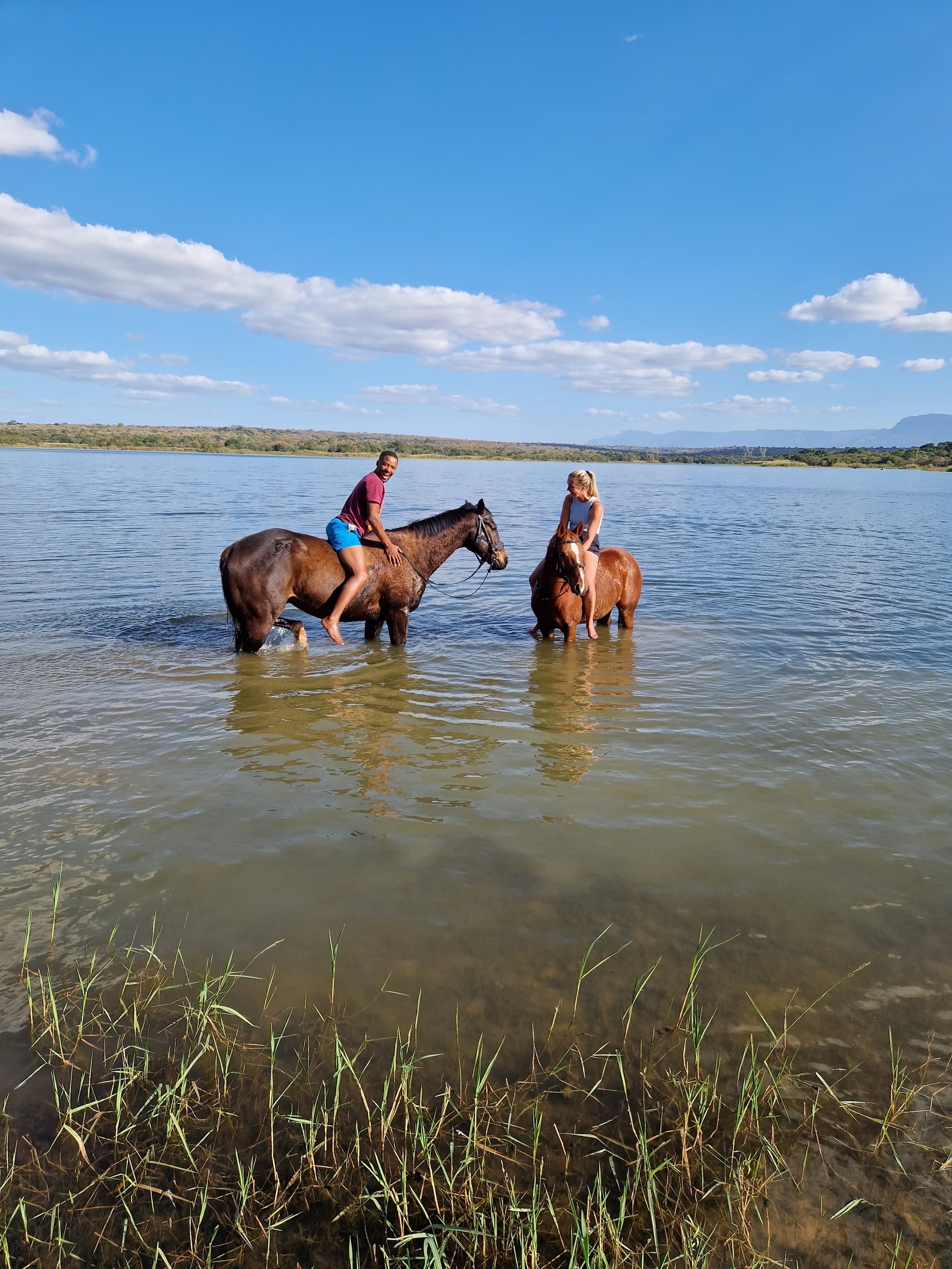 Horses In The Dam