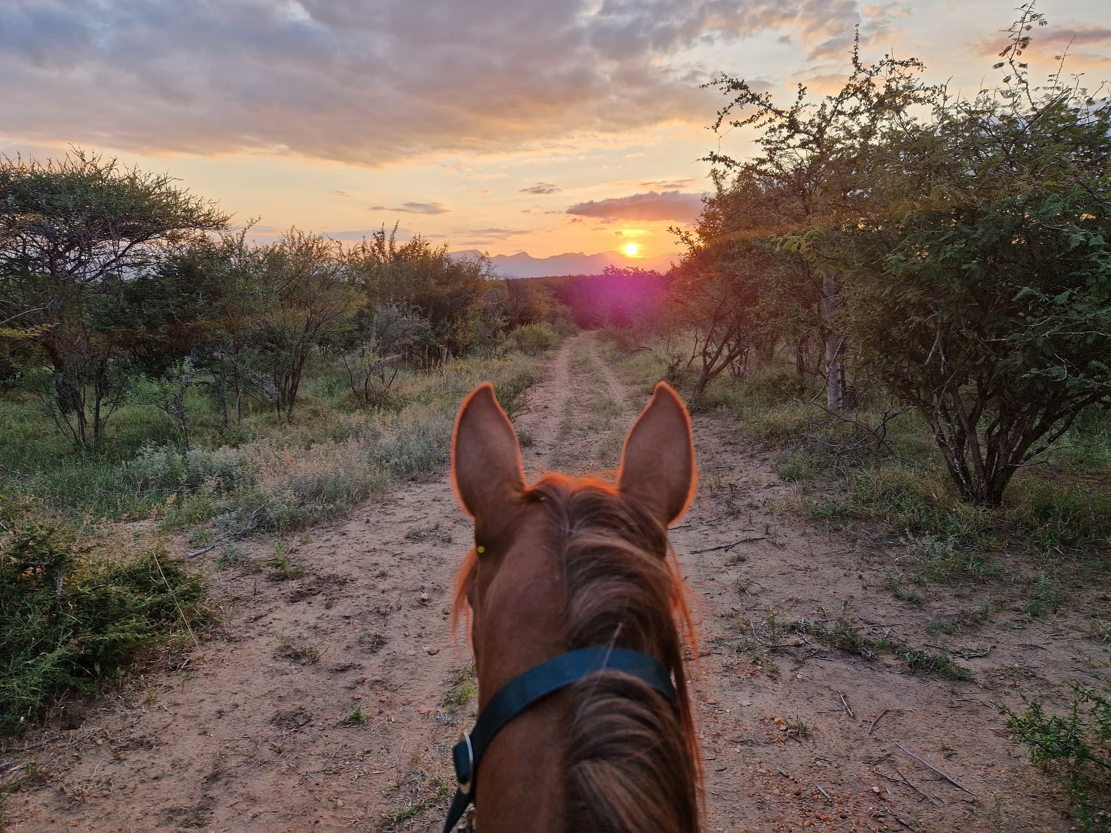 Sunset Ears