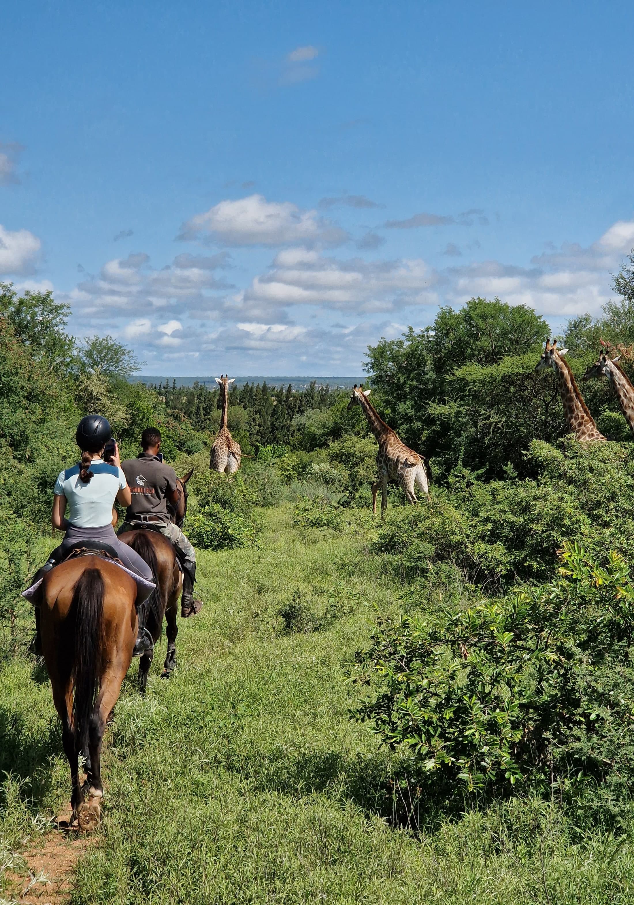 Riding With Giraffes