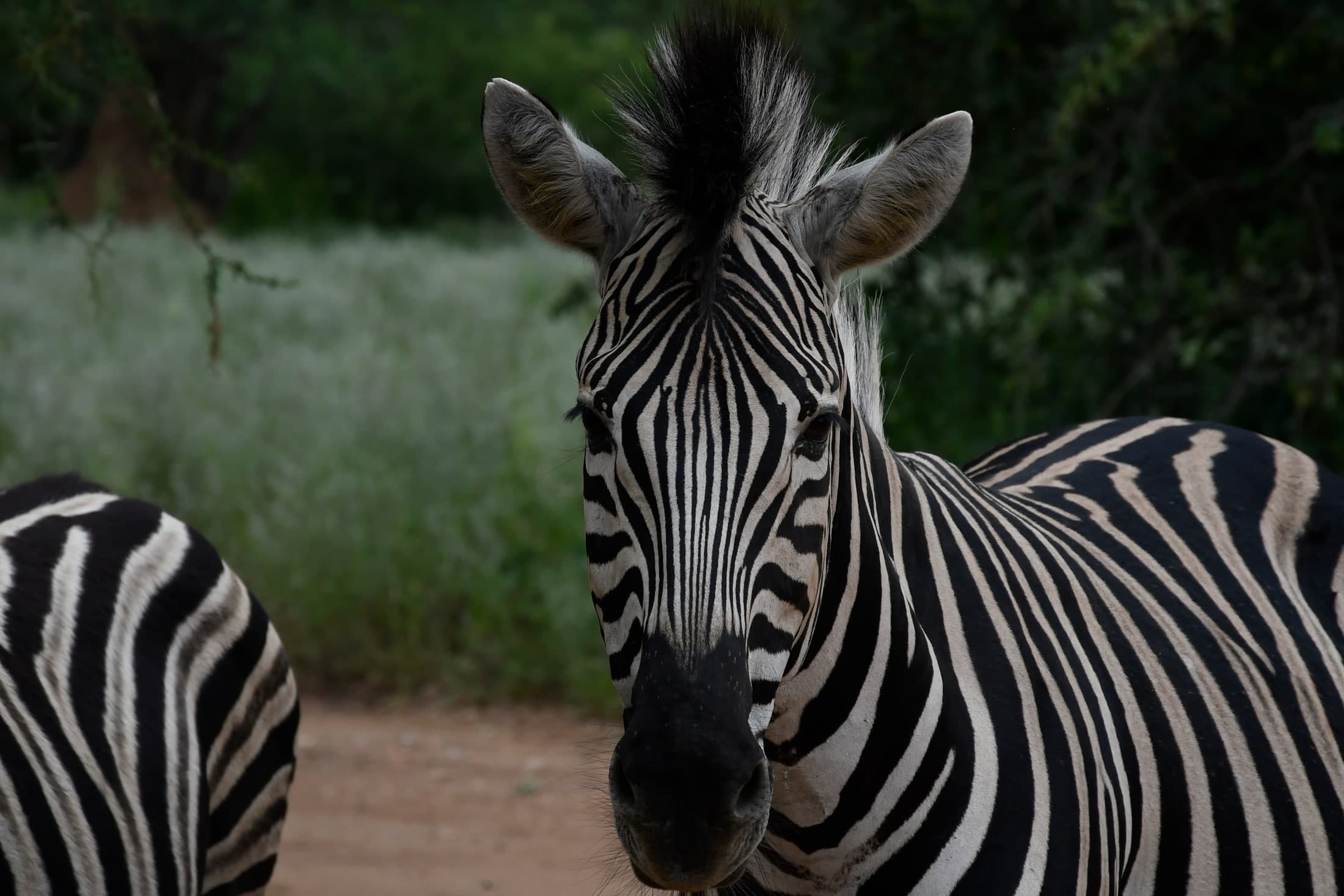 Zebra Portrait
