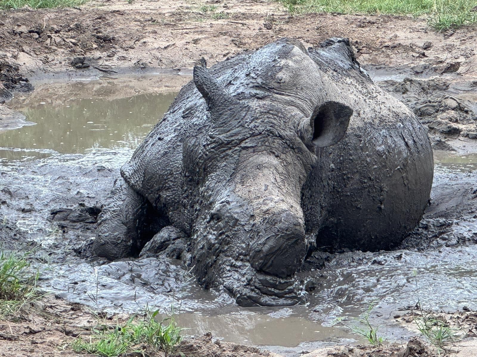 Rhino Mud Bath