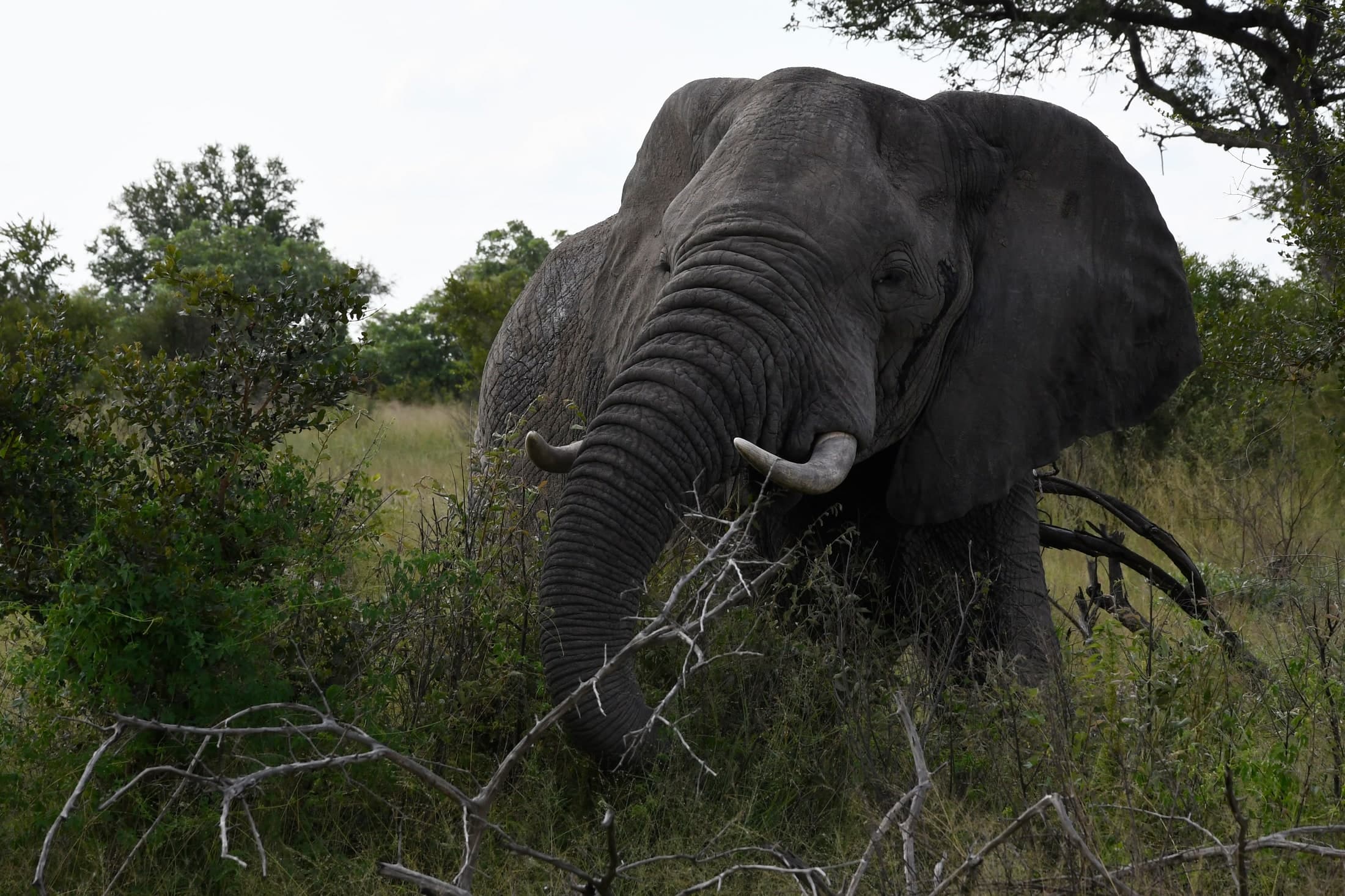 Elephant In Bush