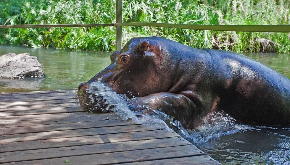 Hippo Waterline