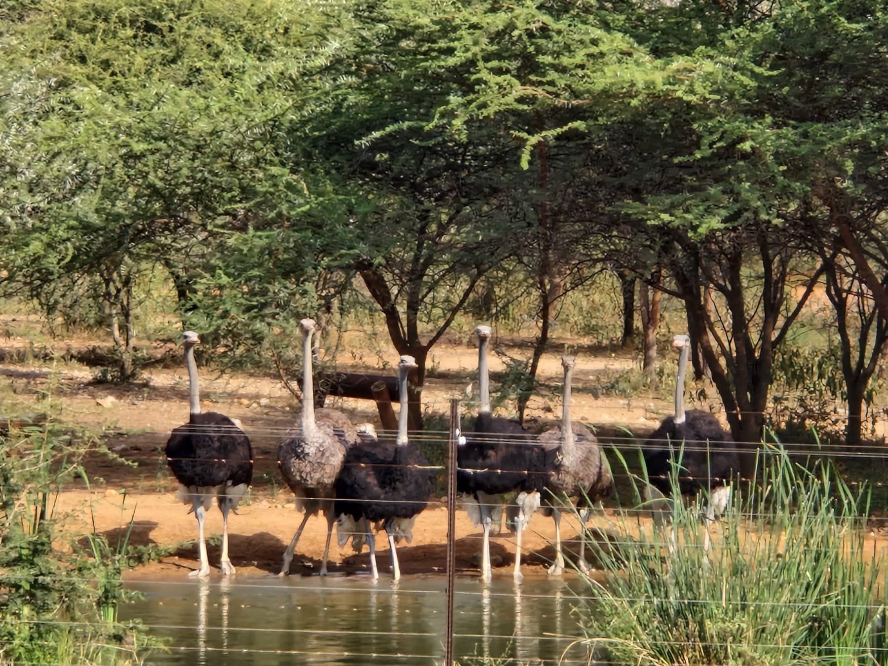 Ostrich Shade