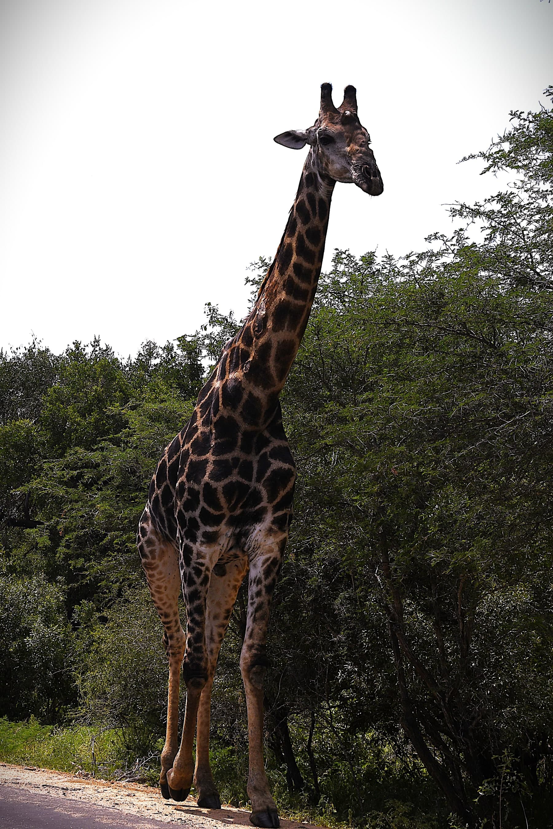 Giraffe Close