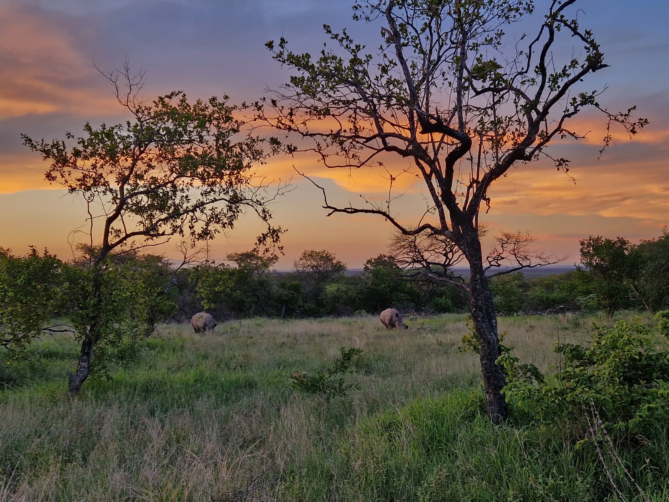 Bush Sunset