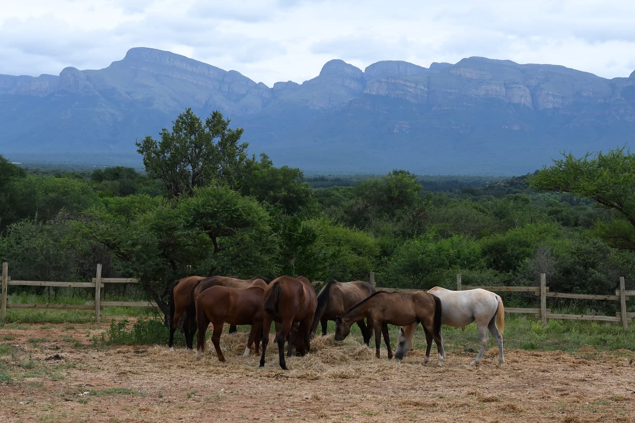 Bambelela Herd