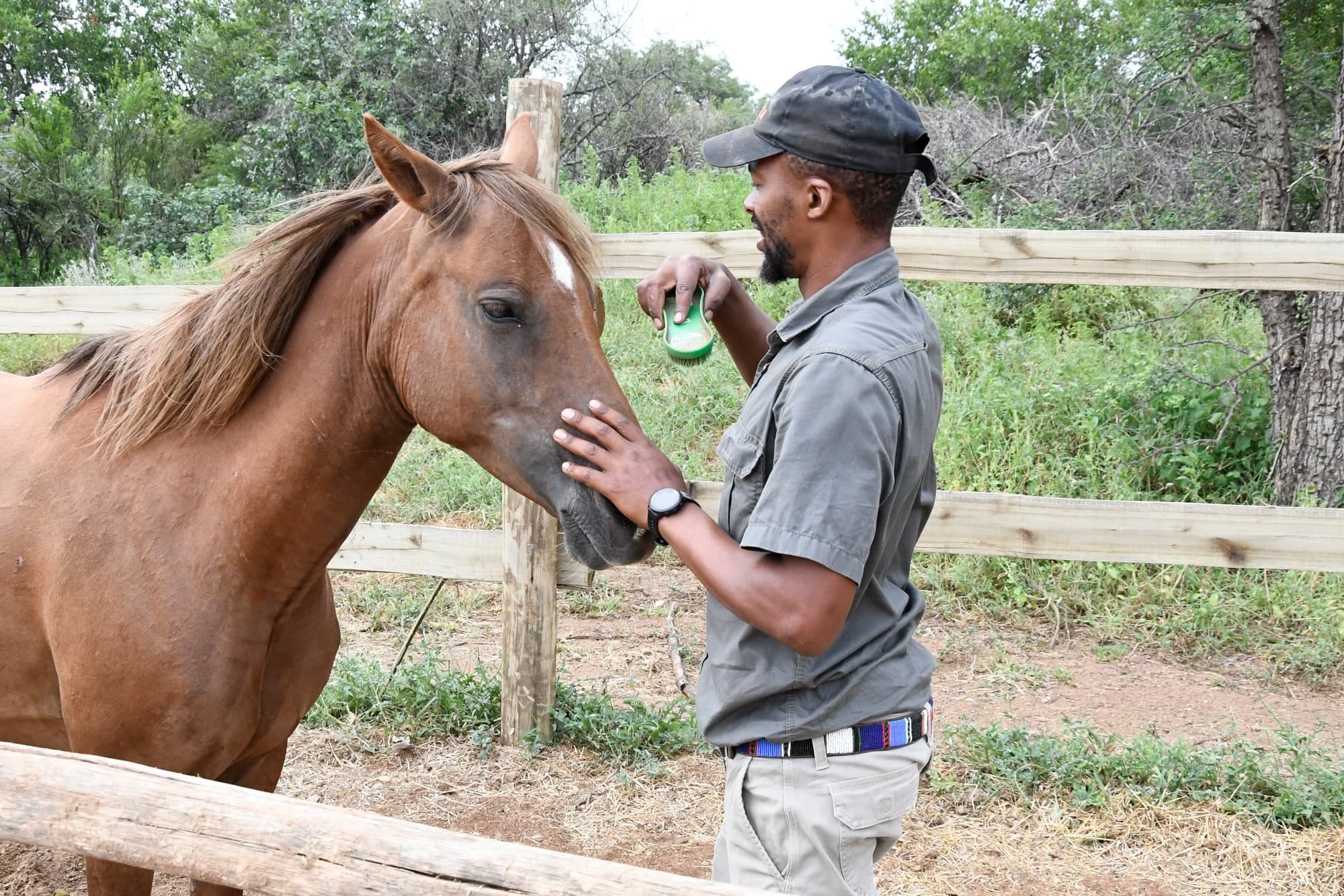 Horse Care