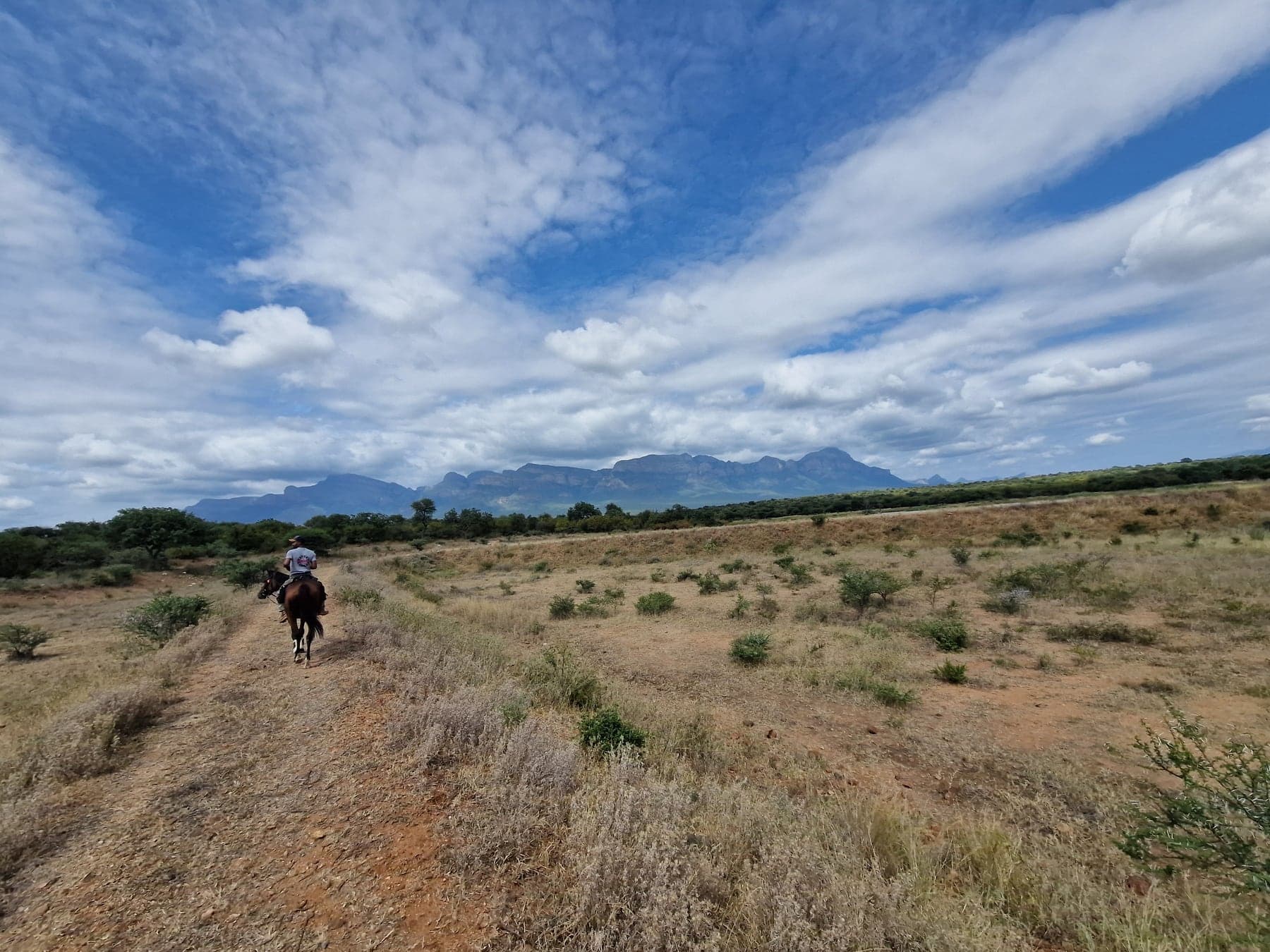 A rider following a bush track on horseback